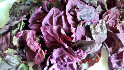 Red Flash, Orach Mountain Spinach, Heirloom Seeds Open Pollinated Container Gardening Non-GMO - BoxGardenSeedsLLC - Gourmet/Native Greens - Seeds - USA Seller, Thank you for shopping here today, Naturally Grown GMO Free Seeds, Heirloom Open Pollinated Seeds, Fresh Top Quality Premium Seeds