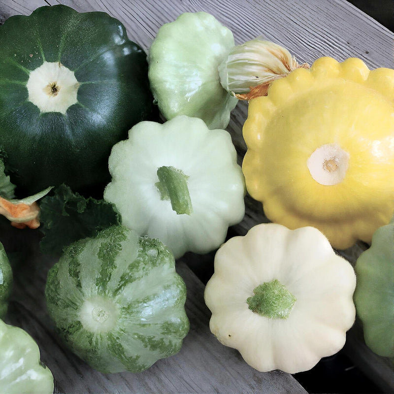 Scallop Blend, Summer Squash, Heirloom Seeds, Open Pollinated Vegetable Non-GMO - BoxGardenSeedsLLC - Squash,Pumpkins - Seeds - USA Seller, Thank you for shopping here today, Naturally Grown GMO Free Seeds, Heirloom Open Pollinated Seeds, Fresh Top Quality Premium Seeds