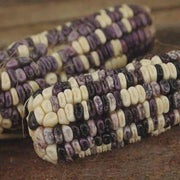 Cherokee White Eagle, Dent Corn Seed, Garden Seeds Non-GMO - Naturally Grown Open Pollinated Heirloom Gardening - BoxGardenSeedsLLC - Corn - Seeds - Naturally Grown Open Pollinated, Fresh Heirloom Vegetable Seeds, More Fresh Seeds Per Packet, Thank you so much for shopping here today, More Seeds for Your Money