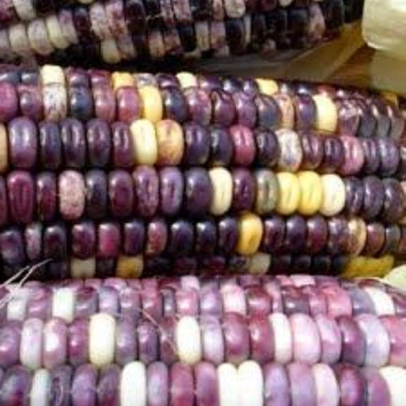 Cherokee White Eagle, Dent Corn Seed, Garden Seeds Non-GMO - Naturally Grown Open Pollinated Heirloom Gardening - BoxGardenSeedsLLC - Corn - Seeds - Naturally Grown Open Pollinated, Fresh Heirloom Vegetable Seeds, More Fresh Seeds Per Packet, Thank you so much for shopping here today, More Seeds for Your Money