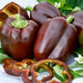 Chocolate Beauty, Sweet Bell Pepper - BoxGardenSeedsLLC -Peppers,Eggplants - Seeds