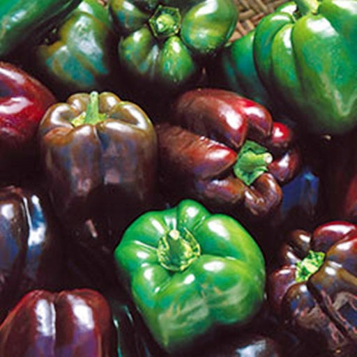 Purple Beauty, Sweet Bell Pepper, - BoxGardenSeedsLLC -Peppers,Eggplants - Seeds