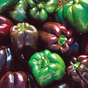 Purple Beauty, Sweet Bell Pepper - BoxGardenSeedsLLC - Peppers,Eggplants - Seeds - USA Seller, Thank you for shopping here today, Naturally Grown GMO Free Seeds, Heirloom Open Pollinated Seeds, Fresh Top Quality Premium Seeds