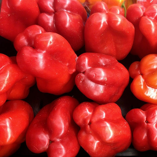 - BoxGardenSeedsLLC - Big Red, Sweet Bell Pepper, - Peppers,Eggplants - Seeds