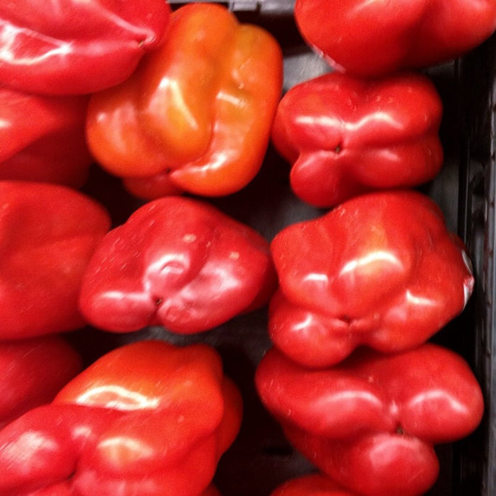 Big Red, Sweet Bell Pepper, -- BoxGardenSeedsLLC -Peppers,Eggplants - Seeds