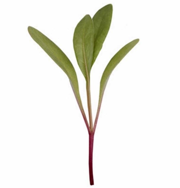 - BoxGardenSeedsLLC - Canary Yellow Swiss Chard - Chard, Kohlrabi - Seeds