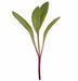 Fantasia Orange, Swiss Chard, -- BoxGardenSeedsLLC -Chard, Kohlrabi - Seeds