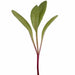 Canary Yellow, Swiss Chard, - BoxGardenSeedsLLC -Chard, Kohlrabi - Seeds