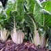 Lucullus, Swiss Chard, - BoxGardenSeedsLLC -Chard, Kohlrabi - Seeds