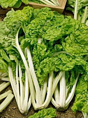 Lucullus, Swiss Chard - BoxGardenSeedsLLC - Chard, Kohlrabi - Seeds - USA Seller, Thank you for shopping here today, Naturally Grown GMO Free Seeds, Heirloom Open Pollinated Seeds, Fresh Top Quality Premium Seeds
