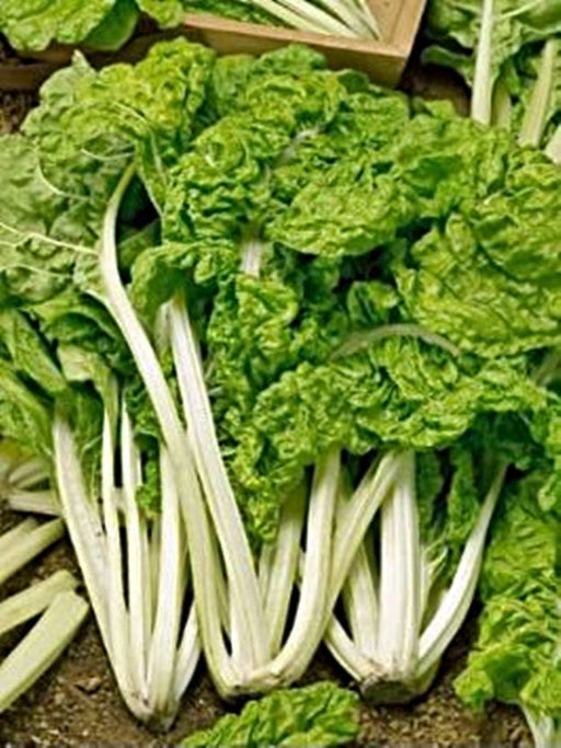 Lucullus, Swiss Chard, -- BoxGardenSeedsLLC -Chard, Kohlrabi - Seeds