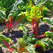 Rhubarb, Swiss Chard, - BoxGardenSeedsLLC -Chard, Kohlrabi - Seeds