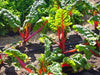 Rhubarb, Swiss Chard, -- BoxGardenSeedsLLC -Chard, Kohlrabi - Seeds