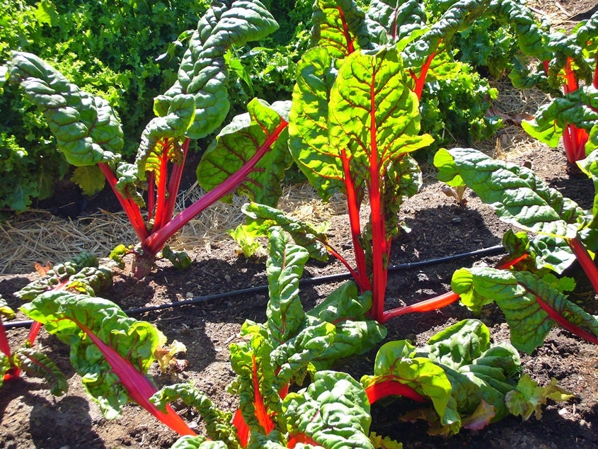 Rhubarb, Swiss Chard, -- BoxGardenSeedsLLC -Chard, Kohlrabi - Seeds