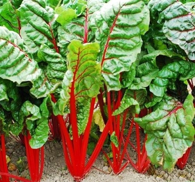 Ruby Red, Swiss Chard, -- BoxGardenSeedsLLC -Chard, Kohlrabi - Seeds