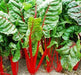 Ruby Red, Swiss Chard, -- BoxGardenSeedsLLC -Chard, Kohlrabi - Seeds