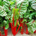 Ruby Red, Swiss Chard, - BoxGardenSeedsLLC -Chard, Kohlrabi - Seeds