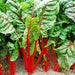 Rhubarb, Swiss Chard, - BoxGardenSeedsLLC -Chard, Kohlrabi - Seeds