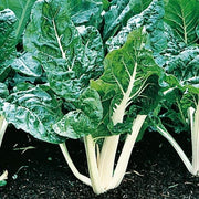 Lucullus, Swiss Chard - BoxGardenSeedsLLC - Chard, Kohlrabi - Seeds - USA Seller, Thank you for shopping here today, Naturally Grown GMO Free Seeds, Heirloom Open Pollinated Seeds, Fresh Top Quality Premium Seeds