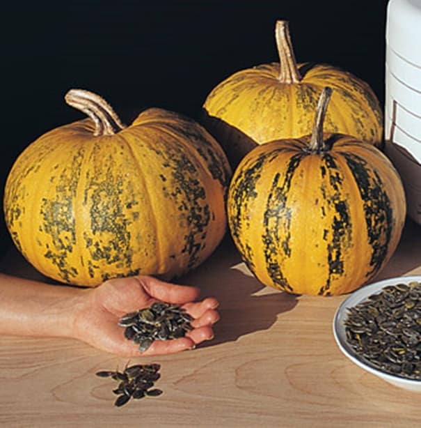 Emerald Naked Seeded, Pumpkin - BoxGardenSeedsLLC - Squash,Pumpkins - Seeds - Thank you for shopping here today, Non GMO Seeds, Naturally Grown Seeds, Grown to Organic Standards, Heirloom Seeds, Open Pollinated Seeds, Fresh Premier Seeds, USA Seller