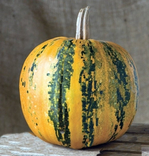 Kakai Styrian, Pumpkin, -- BoxGardenSeedsLLC -Squash,Pumpkins - Seeds