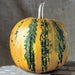 Styrian Hulless Pumpkin Seeds - BoxGardenSeedsLLC -Squash,Pumpkins - Seeds