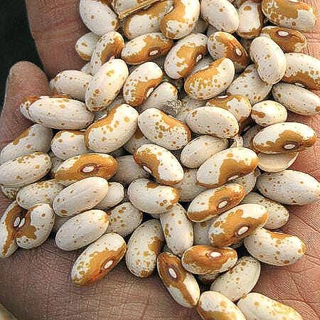 Jacob's Cattle Gold Beans: Heirloom Bush, Sweet Creamy Flavor - BoxGardenSeedsLLC - Beans / Dry Beans - Seeds - Thank you for shopping here today, Non GMO Seeds, Naturally Grown Seeds, Grown to Organic Standards, Heirloom Seeds, Open Pollinated Seeds, Fresh Premier Seeds, USA Seller