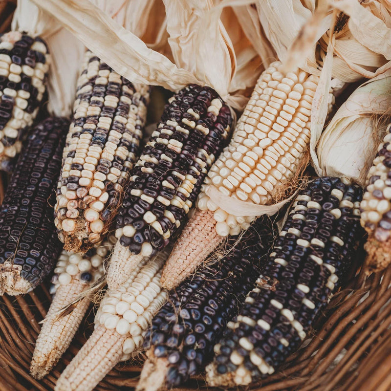 Cherokee White Eagle, Dent Corn Seed, Garden Seeds Non-GMO - Naturally Grown Open Pollinated Heirloom Gardening - BoxGardenSeedsLLC - Corn - Seeds - Naturally Grown Open Pollinated, Fresh Heirloom Vegetable Seeds, More Fresh Seeds Per Packet, Thank you so much for shopping here today, More Seeds for Your Money