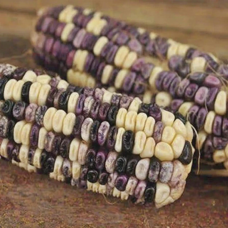 Cherokee White Eagle, Dent Corn Seed, Garden Seeds Non-GMO - Naturally Grown Open Pollinated Heirloom Gardening - BoxGardenSeedsLLC - Corn - Seeds - Naturally Grown Open Pollinated, Fresh Heirloom Vegetable Seeds, More Fresh Seeds Per Packet, Thank you so much for shopping here today, More Seeds for Your Money