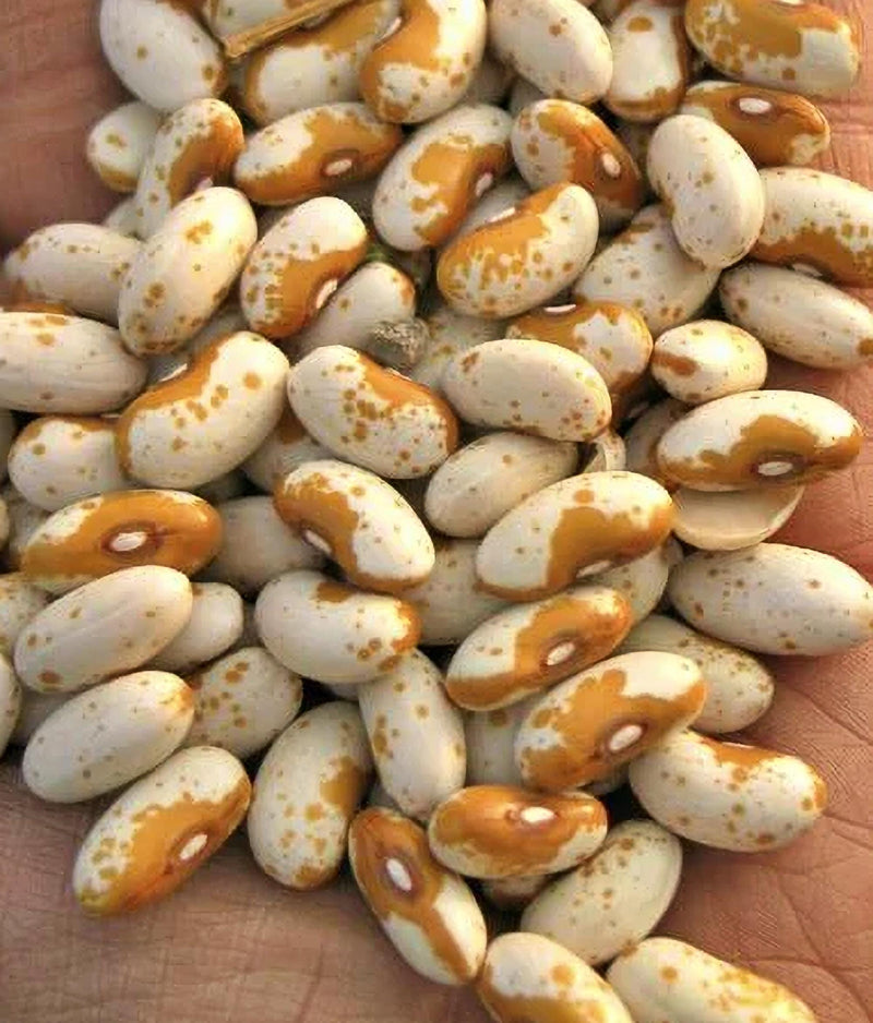 Jacob's Cattle Gold Bean Seeds: Heirloom, Open Pollinated, Non-GMO - BoxGardenSeedsLLC - Beans / Dry Beans - Seeds - Thank you for shopping here today, Non GMO Seeds, Naturally Grown Seeds, Grown to Organic Standards, Heirloom Seeds, Open Pollinated Seeds, Fresh Premier Seeds, USA Seller