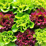 Lettuce Gourmet Seed Kit - BoxGardenSeedsLLC - Lettuce - Seeds - More Seeds Per Packet, More Seeds For Your Money, Non GMO seeds, Grown in the USA, Open Pollinated Seed, Fresh seeds, Worm Dirt, Kickapoo Grow Juice, Compost