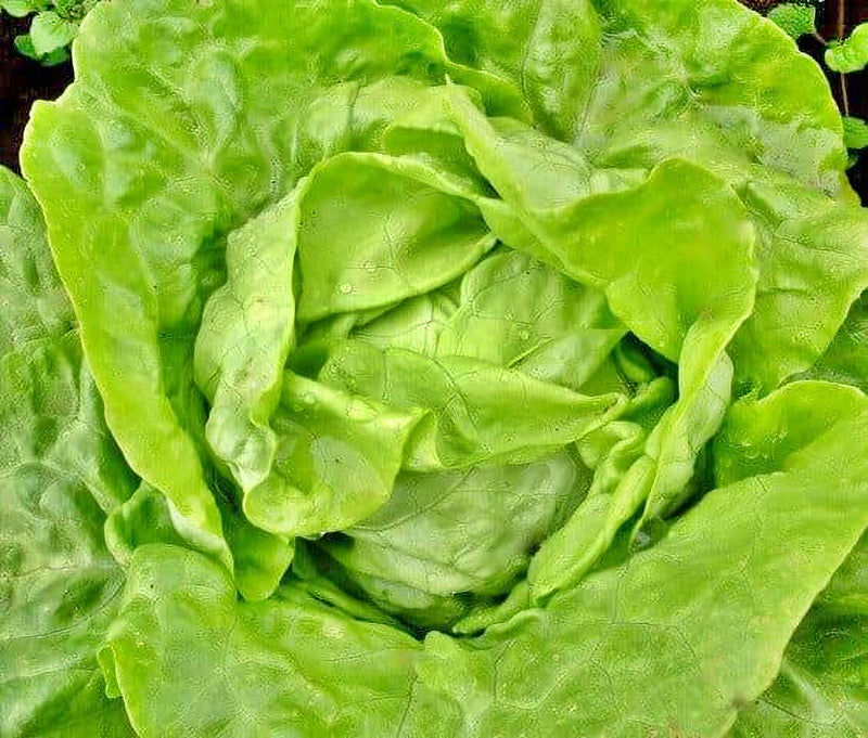 Lettuce Gourmet Seed Kit - BoxGardenSeedsLLC - Lettuce - Seeds - More Seeds Per Packet, More Seeds For Your Money, Non GMO seeds, Grown in the USA, Open Pollinated Seed, Fresh seeds, Worm Dirt, Kickapoo Grow Juice, Compost