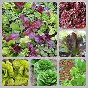 Lettuce Gourmet Seed Kit - BoxGardenSeedsLLC - Lettuce - Seeds - More Seeds Per Packet, More Seeds For Your Money, Non GMO seeds, Grown in the USA, Open Pollinated Seed, Fresh seeds, Worm Dirt, Kickapoo Grow Juice, Compost