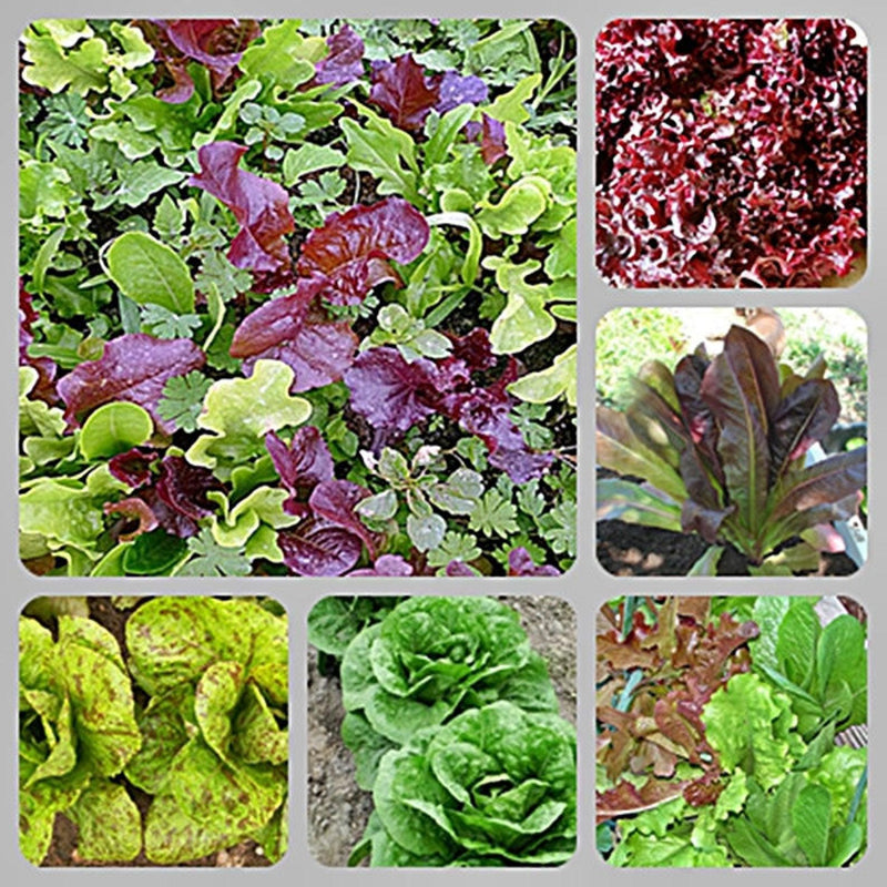 Lettuce Gourmet Seed Kit - BoxGardenSeedsLLC - Lettuce - Seeds - More Seeds Per Packet, More Seeds For Your Money, Non GMO seeds, Grown in the USA, Open Pollinated Seed, Fresh seeds, Worm Dirt, Kickapoo Grow Juice, Compost
