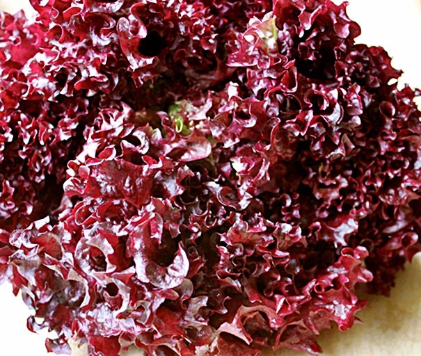 Lollo Rosso, Lettuce - BoxGardenSeedsLLC - Lettuce - Seeds - USA Seller, Thank you for shopping here today, Naturally Grown GMO Free Seeds, Heirloom Open Pollinated Seeds, Fresh Top Quality Premium Seeds