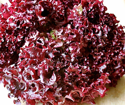 Lollo Rosso, Lettuce, -- BoxGardenSeedsLLC -Lettuce - Seeds