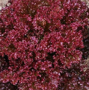 Lollo Rosso, Lettuce - BoxGardenSeedsLLC - Lettuce - Seeds - USA Seller, Thank you for shopping here today, Naturally Grown GMO Free Seeds, Heirloom Open Pollinated Seeds, Fresh Top Quality Premium Seeds