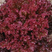 Lollo Rosso, Lettuce, -- BoxGardenSeedsLLC -Lettuce - Seeds