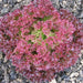 Lollo Rosso, Lettuce, -- BoxGardenSeedsLLC -Lettuce - Seeds