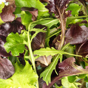 Lettuce Gourmet Seed Kit - BoxGardenSeedsLLC - Lettuce - Seeds - More Seeds Per Packet, More Seeds For Your Money, Non GMO seeds, Grown in the USA, Open Pollinated Seed, Fresh seeds, Worm Dirt, Kickapoo Grow Juice, Compost