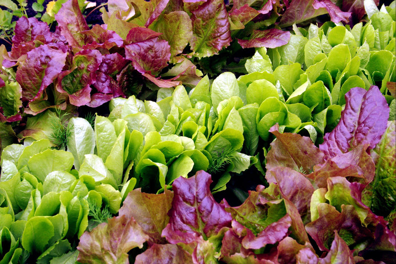 Lettuce Gourmet Seed Kit - BoxGardenSeedsLLC - Lettuce - Seeds - More Seeds Per Packet, More Seeds For Your Money, Non GMO seeds, Grown in the USA, Open Pollinated Seed, Fresh seeds, Worm Dirt, Kickapoo Grow Juice, Compost