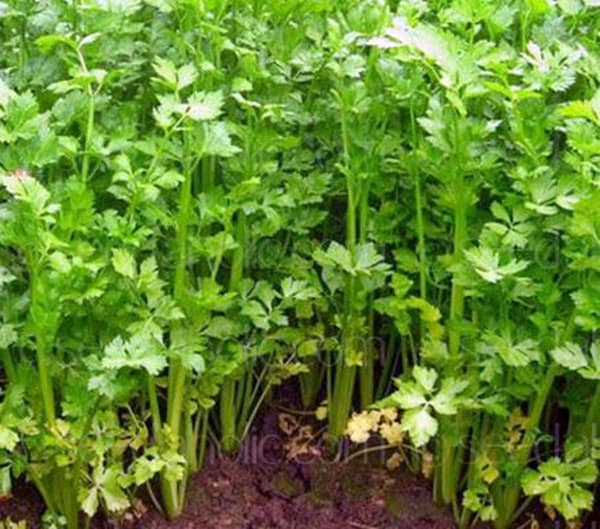 Light Green, Chinese Celery, -- BoxGardenSeedsLLC -Gourmet/Native Greens - Seeds