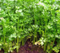 Light Green, Chinese Celery, -- BoxGardenSeedsLLC -Gourmet/Native Greens - Seeds