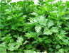 Light Green, Chinese Celery, -- BoxGardenSeedsLLC -Gourmet/Native Greens - Seeds