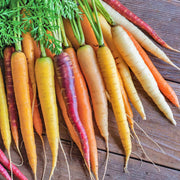 Gram's Heirloom Seed Collection: Non-GMO Open Pollinated Container Gardening Essentials - BoxGardenSeedsLLC - Tomatoes,Tomatillos - Seeds - 