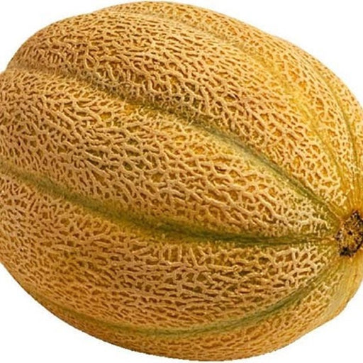 - BoxGardenSeedsLLC - Planters Jumbo Cantaloupe - Melons, Cantaloupe - Seeds
