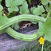 Armenian Yard Long, Cucumber, - BoxGardenSeedsLLC -Cucumbers - Seeds