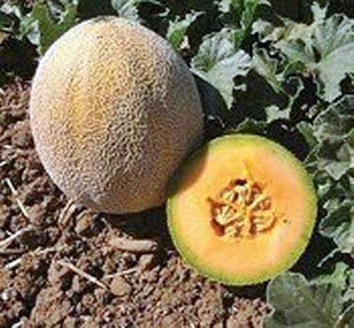 - BoxGardenSeedsLLC - Planters Jumbo Cantaloupe - Melons, Cantaloupe - Seeds