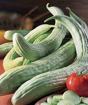 Armenian Yard Long, Cucumber - BoxGardenSeedsLLC - Cucumbers - Seeds - USA Seller, Thank you for shopping here today, Naturally Grown GMO Free Seeds, Heirloom Open Pollinated Seeds, Fresh Top Quality Premium Seeds