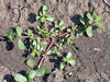 Green Purslane, Purslane -- BoxGardenSeedsLLC -Gourmet/Native Greens - Seeds